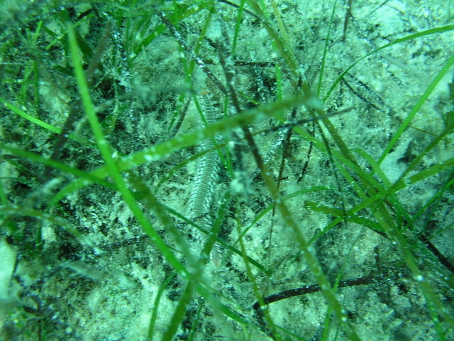 Sunfish Divers, Ltd. - Dive Center in Cyprus