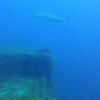 Picture taken during the dive