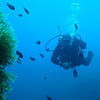 Picture taken during the dive