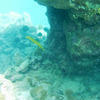 Picture taken during the dive
