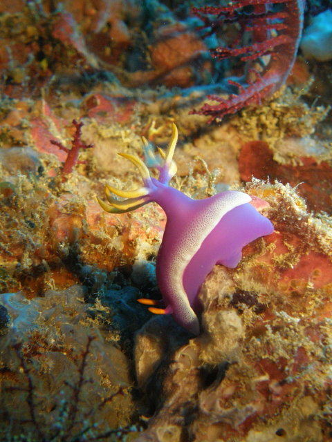 Magic Island Dive Resort Inc. - Dive Center in Philippines