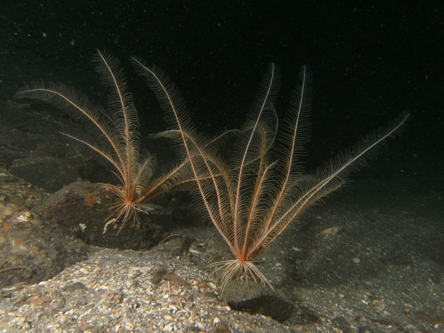 The Edge Diving Centre - Dive Center in Canada