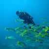 Picture taken during the dive