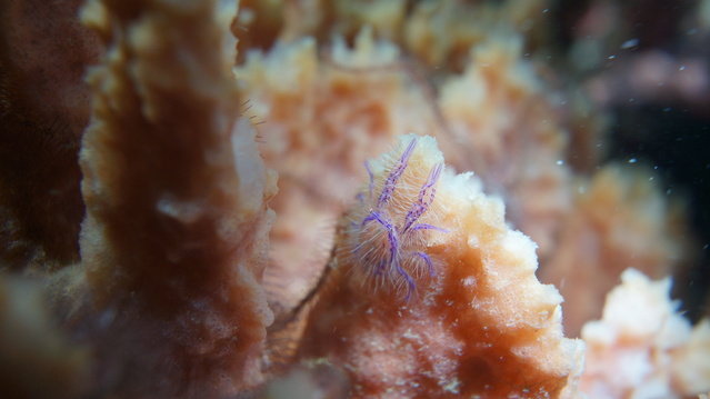 Diving in Indonesia, Manado - By Stapler Li