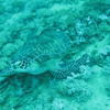 Picture taken during the dive