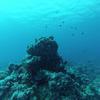 Picture taken during the dive