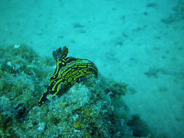 C. B. Hipocampus Fariones - Dive Center in Spain