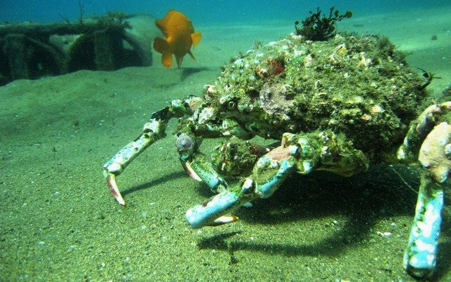 Diving in Bayside Village, United States - By Luis Felipe