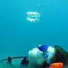 Picture taken during the dive