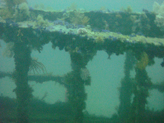 Dive Action - Dive Center in South Africa