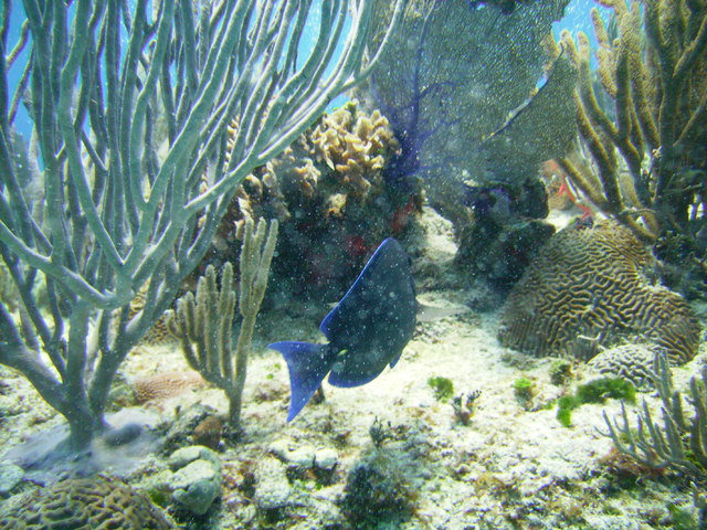 Alberto - Dive Center in Mexico