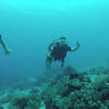 Picture taken during the dive