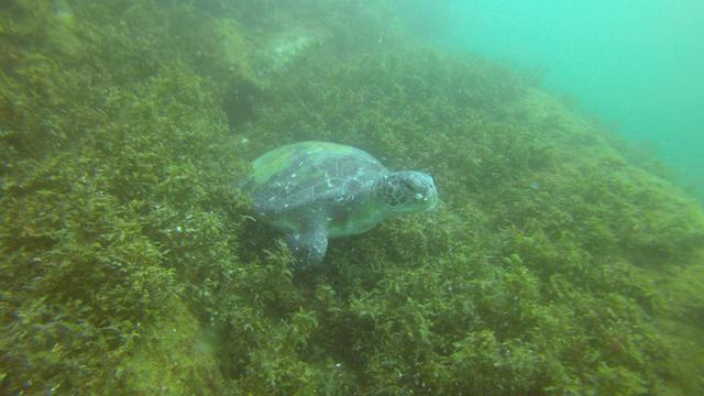 Deep Trip - Dive Center in Brazil