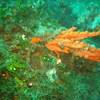 Picture taken during the dive