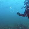 Picture taken during the dive