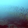 Picture taken during the dive