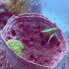 Picture taken during the dive