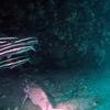 Picture taken during the dive