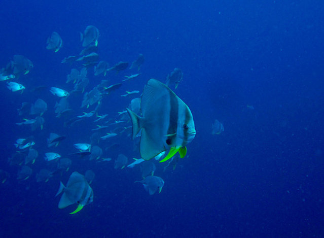 Asia Divers-EBO - Dive Center in Thailand