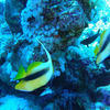 Picture taken during the dive