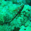Picture taken during the dive