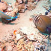 Picture taken during the dive