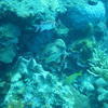 Picture taken during the dive