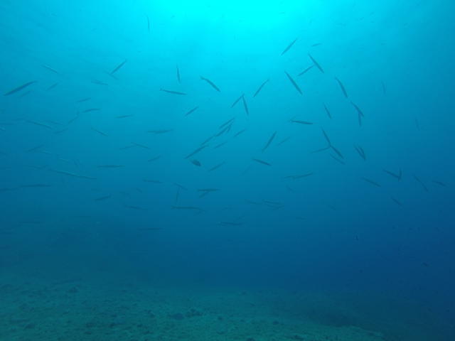 Ali Sub - Dive Center in Spain