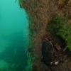 Picture taken during the dive