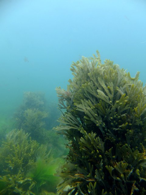 Blow Bubbles - Dive Center in 英国