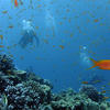 Picture taken during the dive