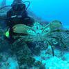 Picture taken during the dive