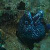 Picture taken during the dive