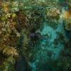 Picture taken during the dive