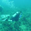 Picture taken during the dive