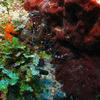 Picture taken during the dive