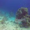 Picture taken during the dive