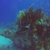 Picture taken during the dive