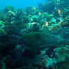 Picture taken during the dive