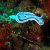 Picture taken during the dive