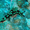 Picture taken during the dive