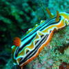 Picture taken during the dive