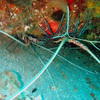 Picture taken during the dive
