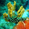 Picture taken during the dive
