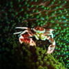 Picture taken during the dive