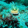 Picture taken during the dive
