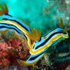 Picture taken during the dive