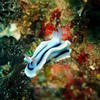 Picture taken during the dive