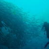 Picture taken during the dive