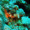 Picture taken during the dive